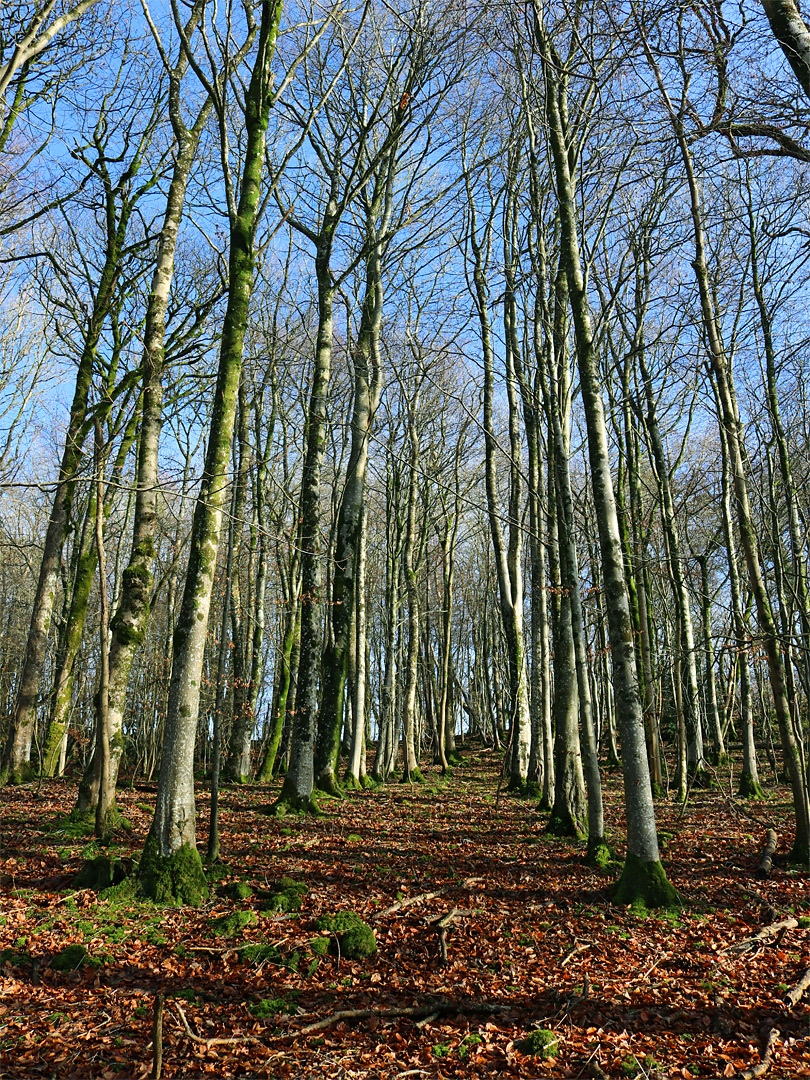 Leafless trees