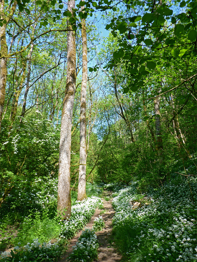 Tall trees