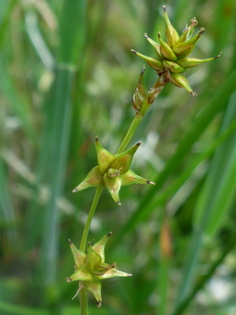 Star sedge