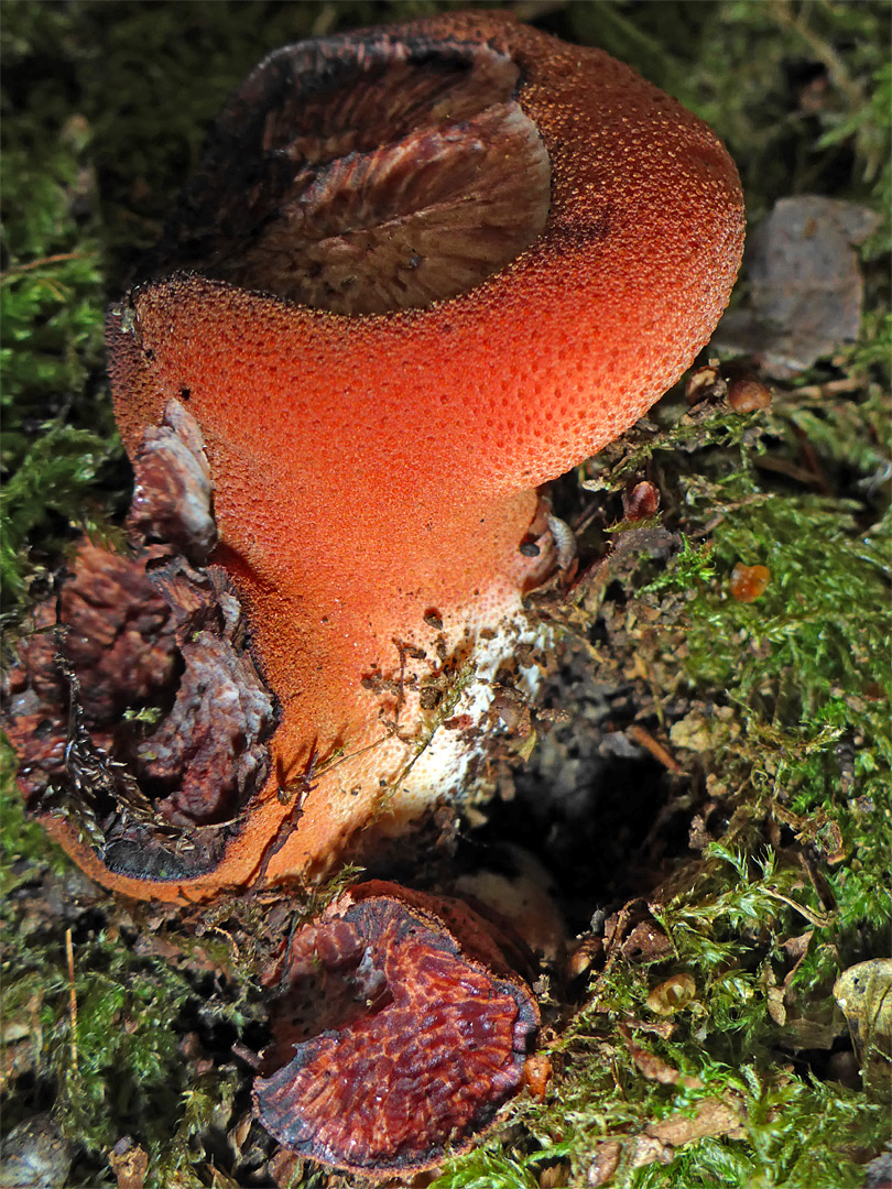 Beefsteak fungus