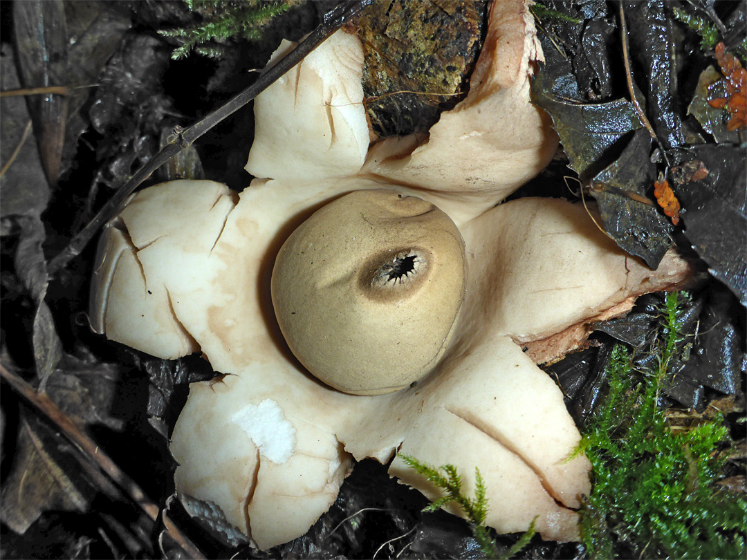 Collared earthstar