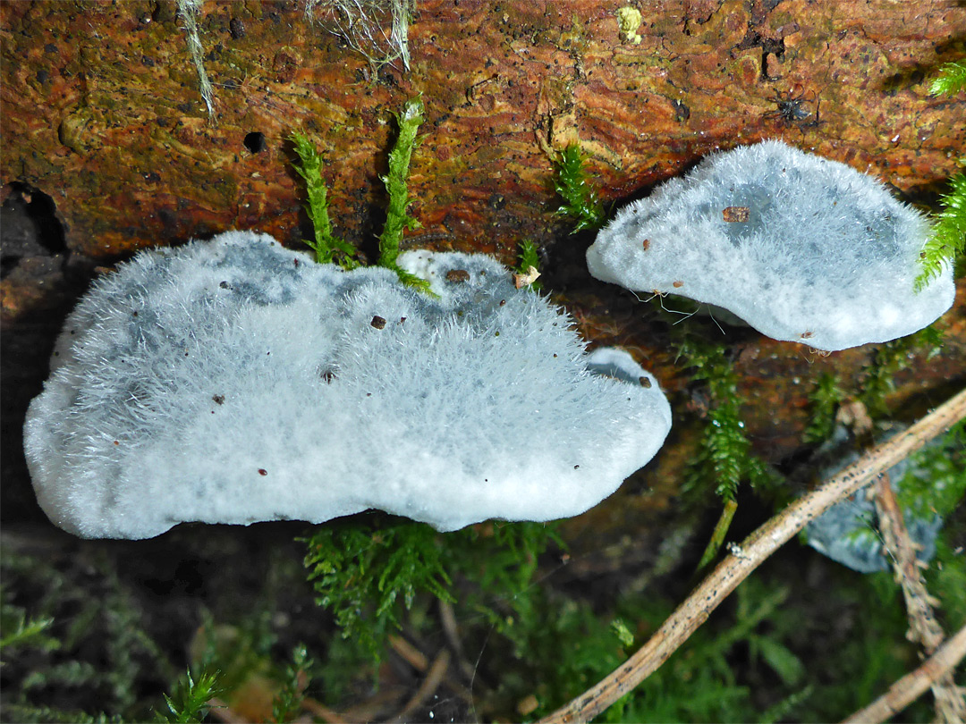 Conifer blueing bracket - young