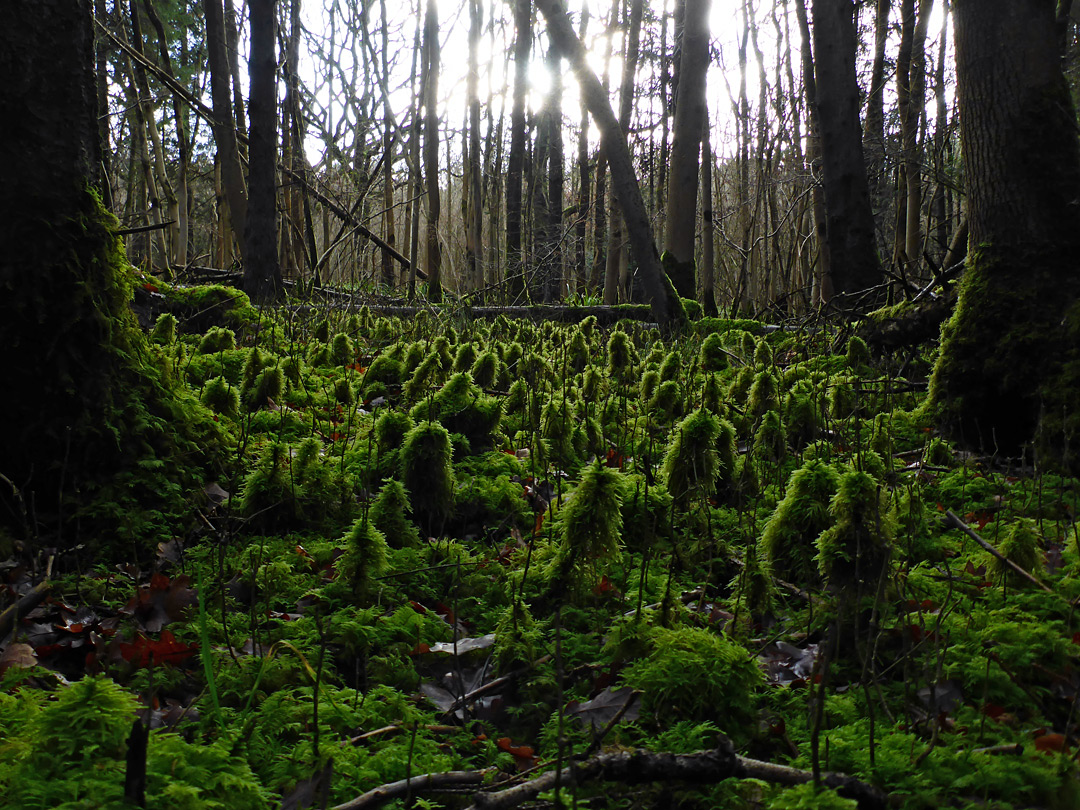 Conifers and moss