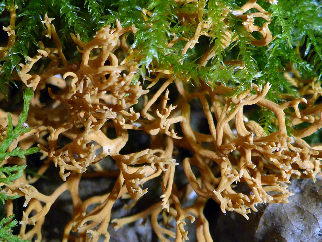 Coral fungus