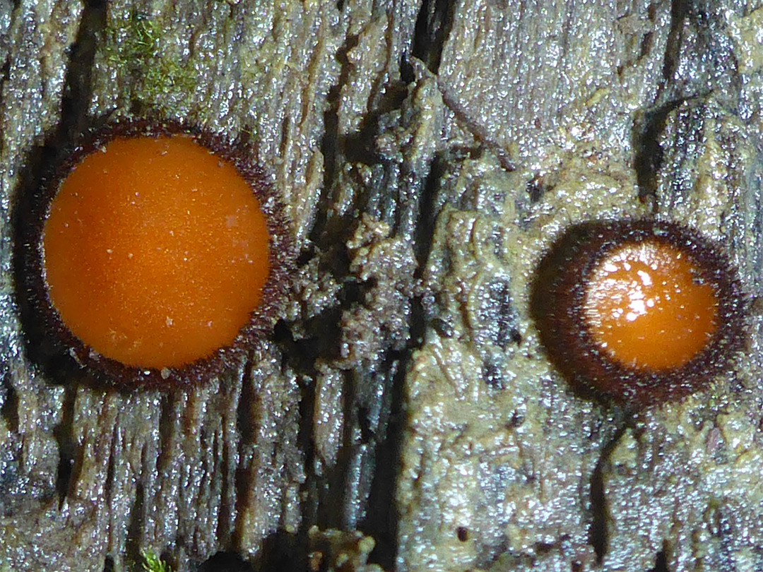 Eyelash fungus