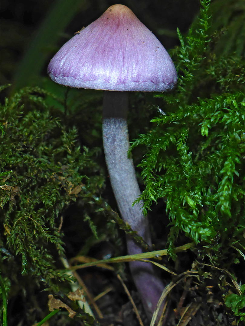 Lilac fibrecap