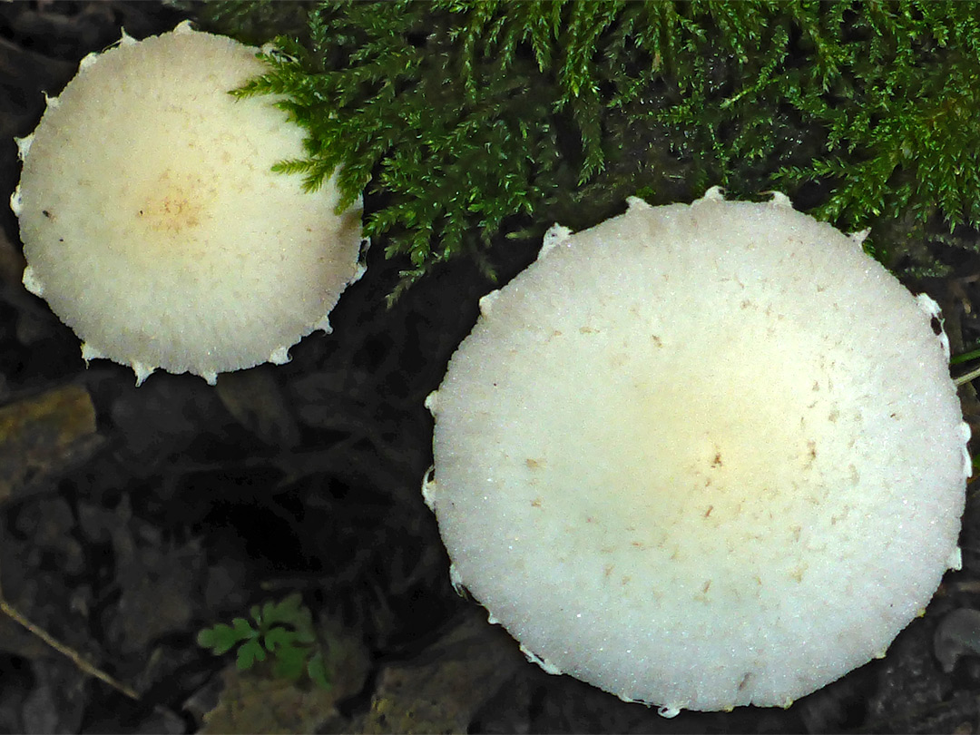 Pale brittlestem