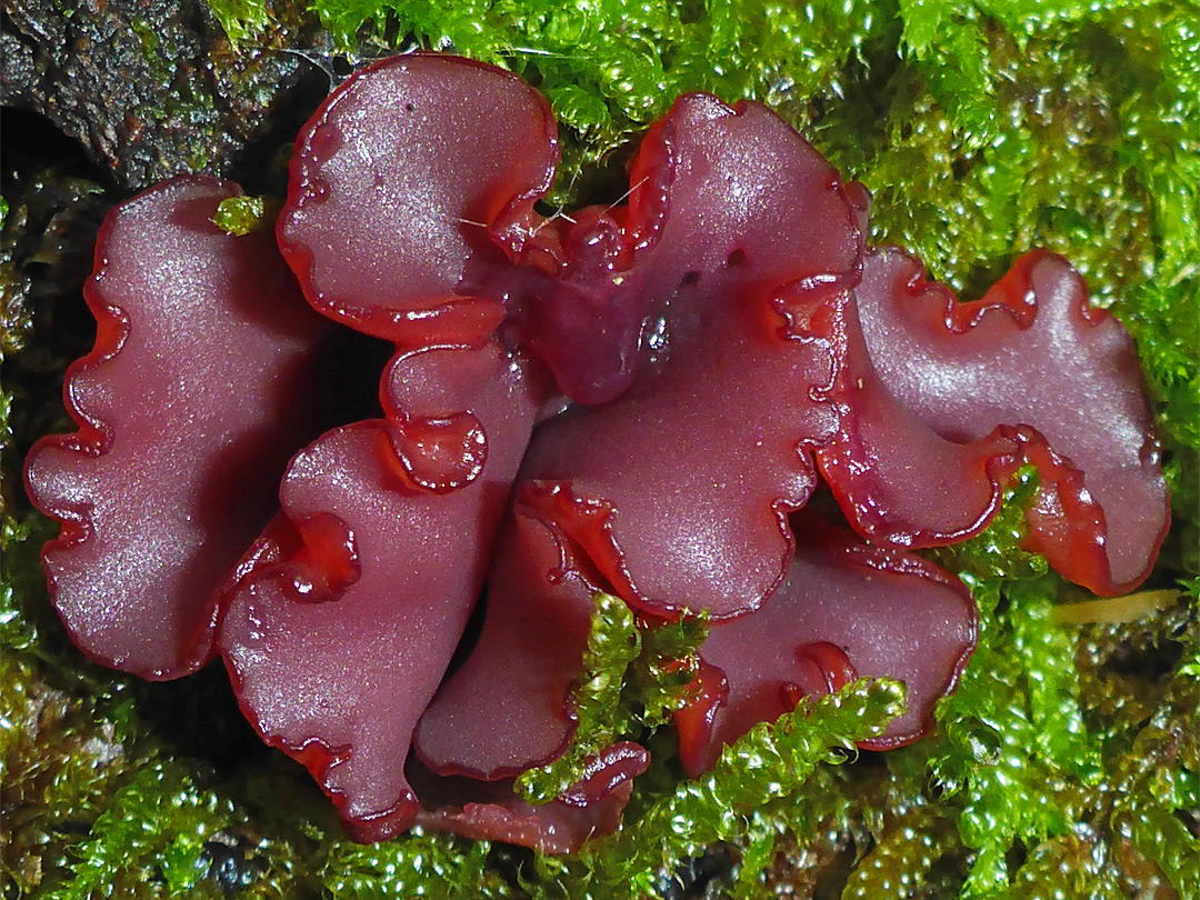 Purple jellydisk