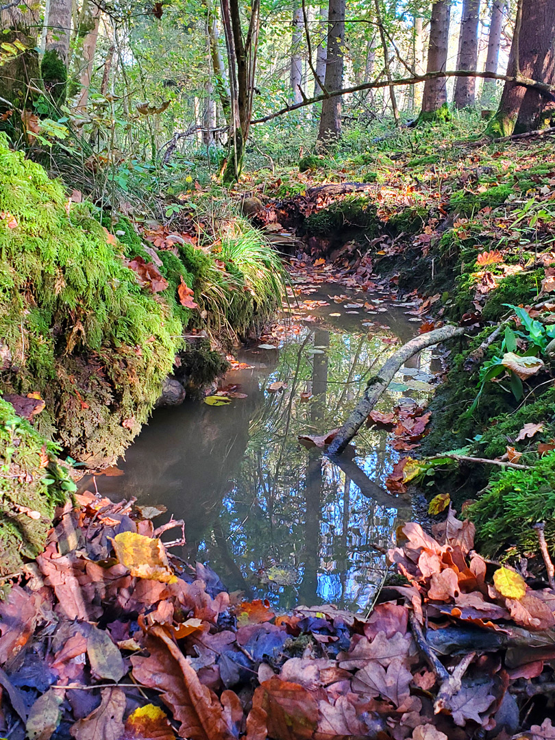 Pool along a stream