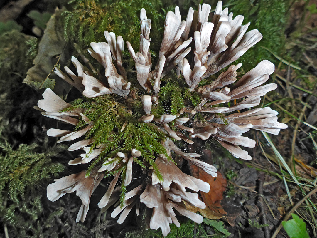 Thelephora