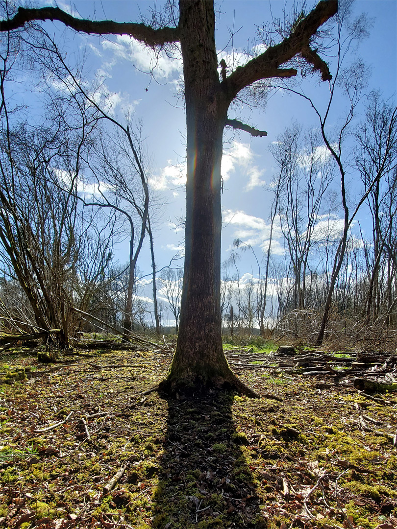 Tree and its shadow