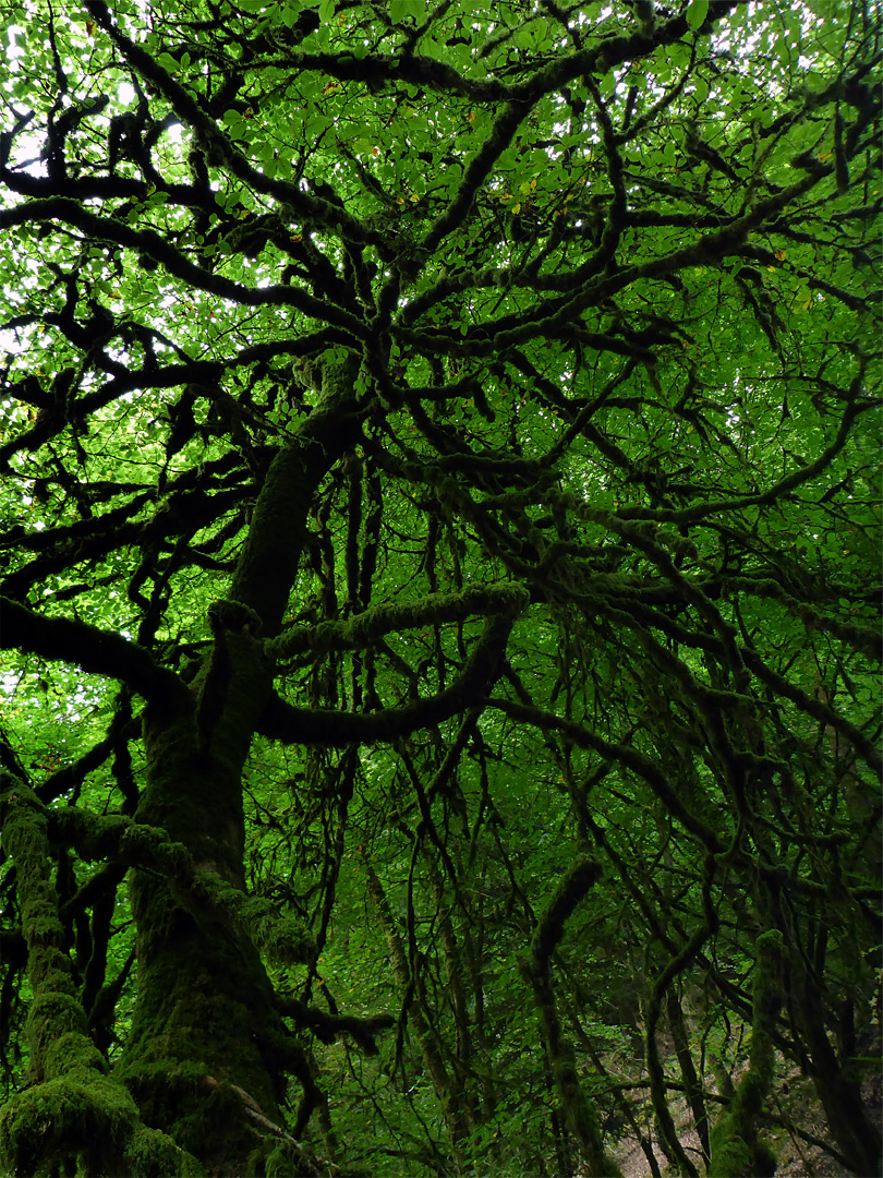 Mossy branches