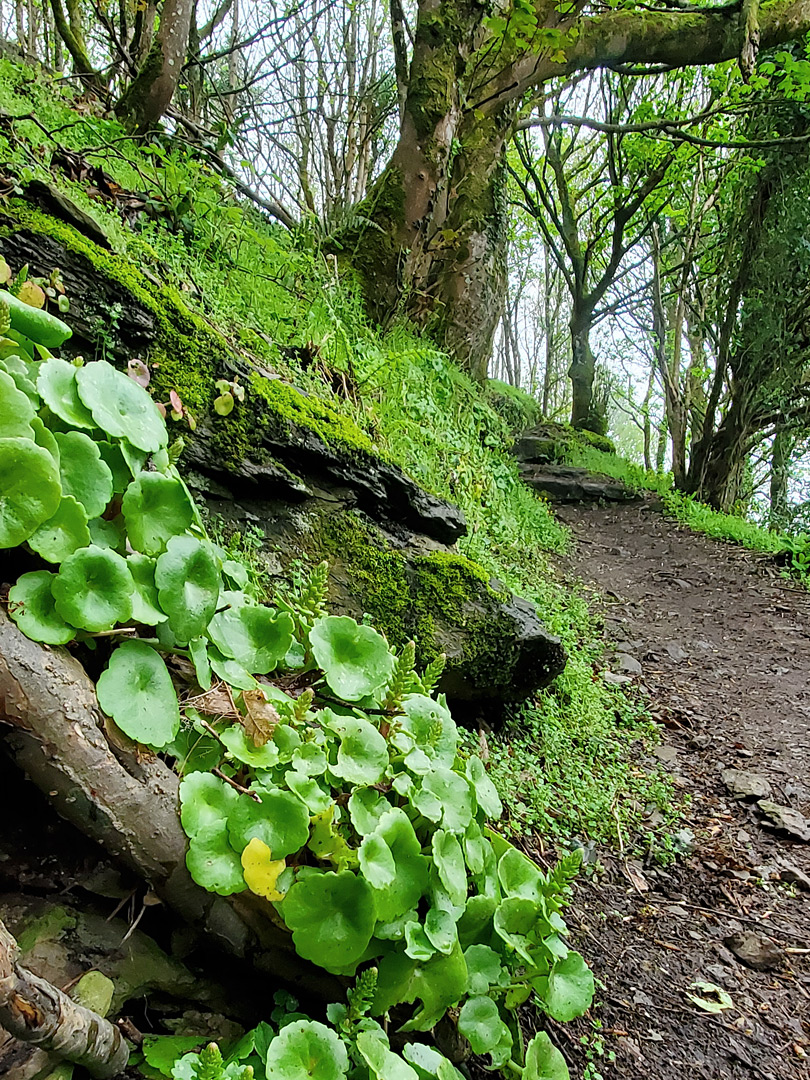 Pennywort