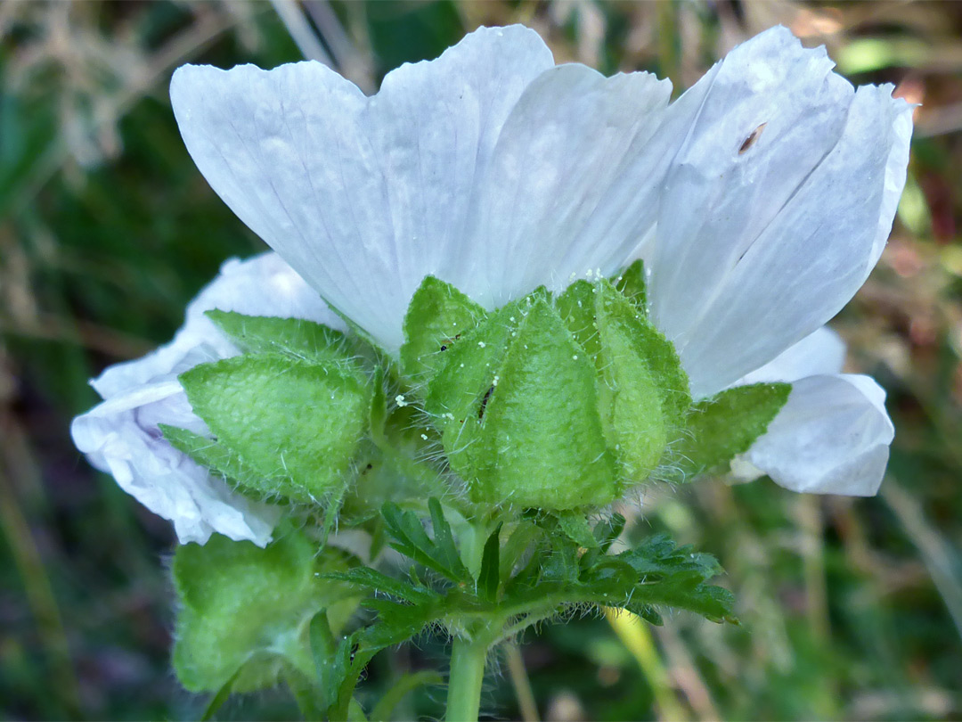 Musk mallow