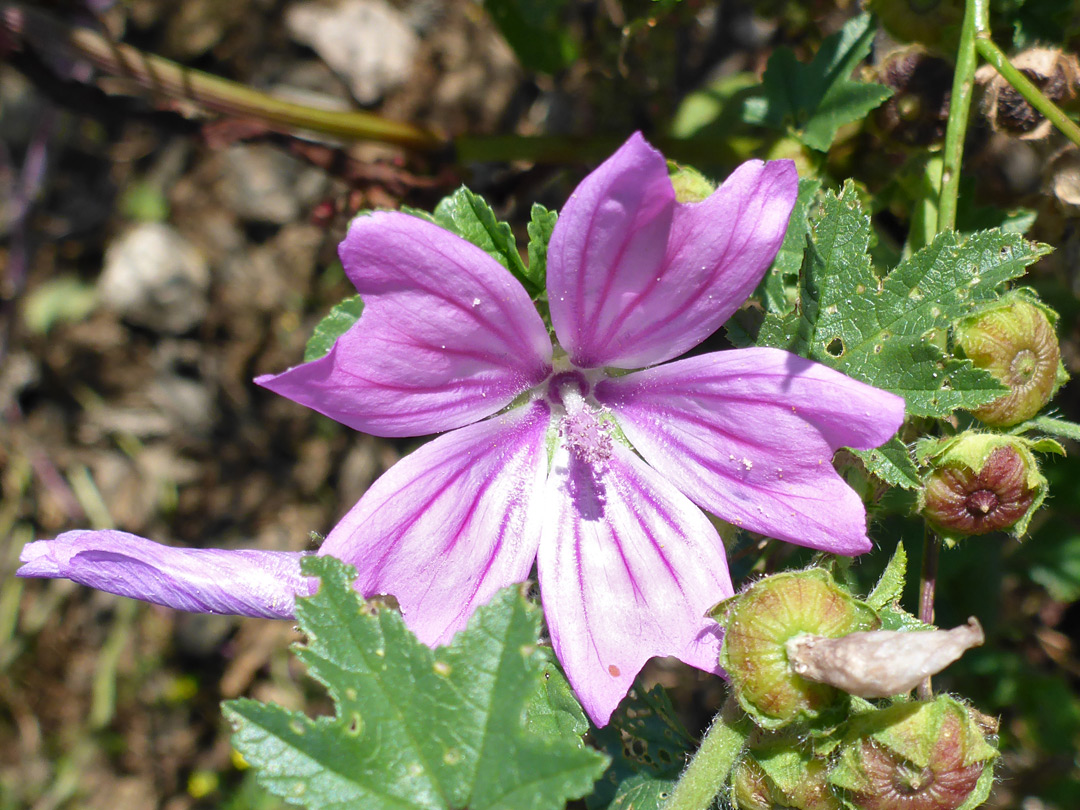 Flower and leaves