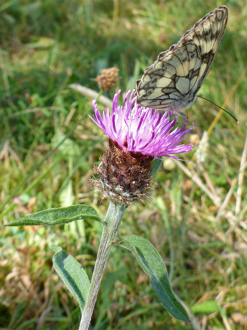 Marbled white butterfly