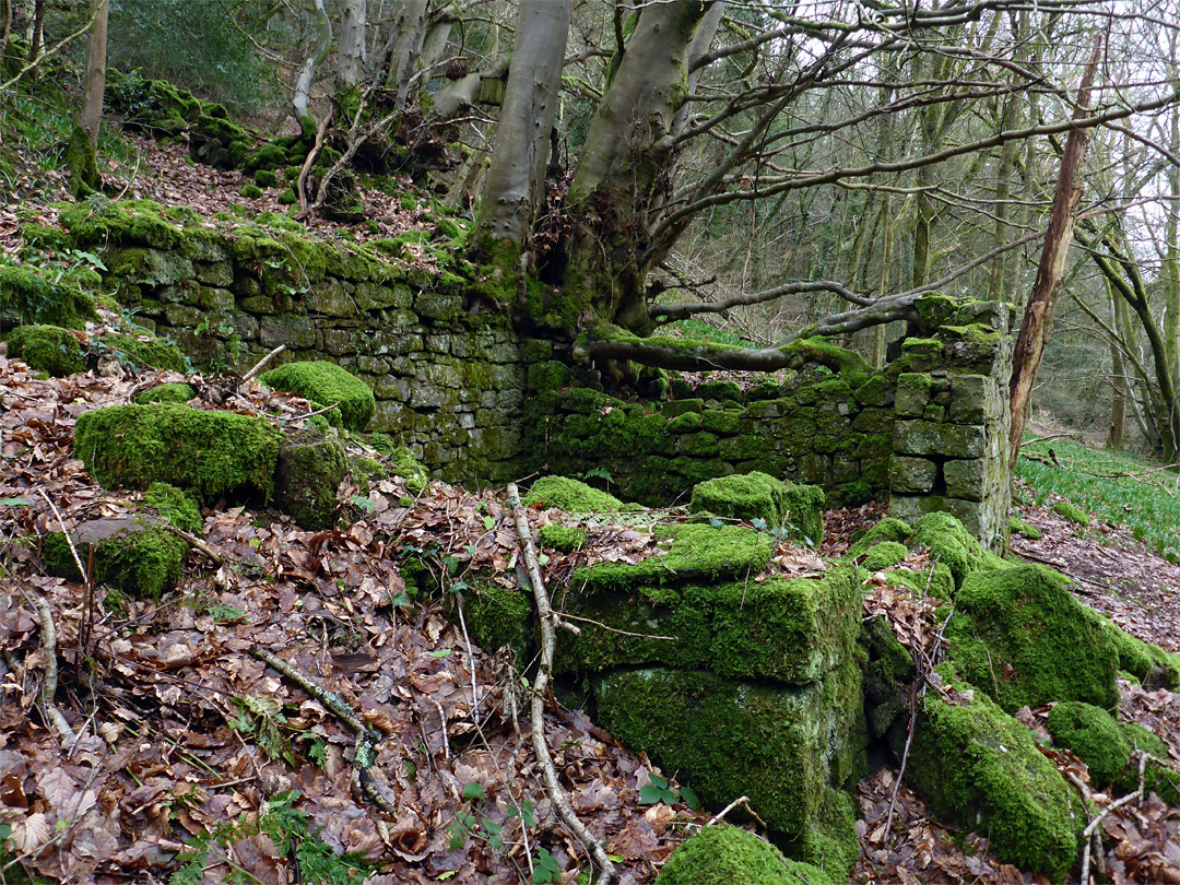 Tree and ruin