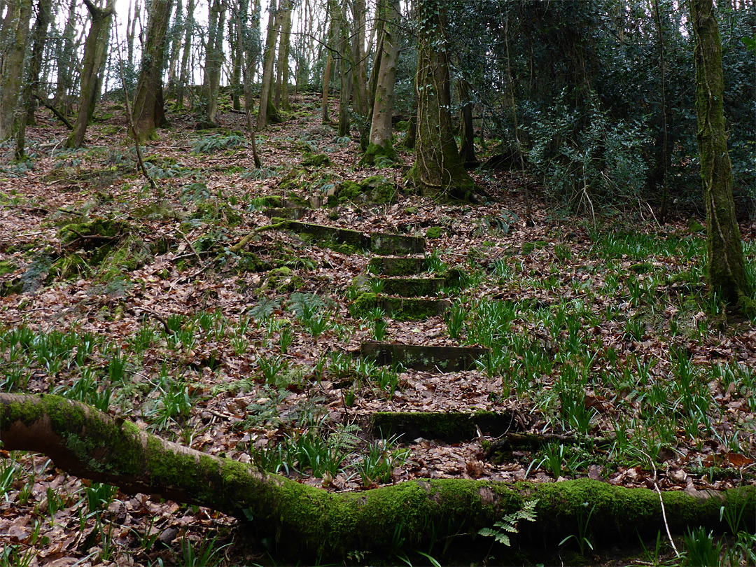 Log and steps