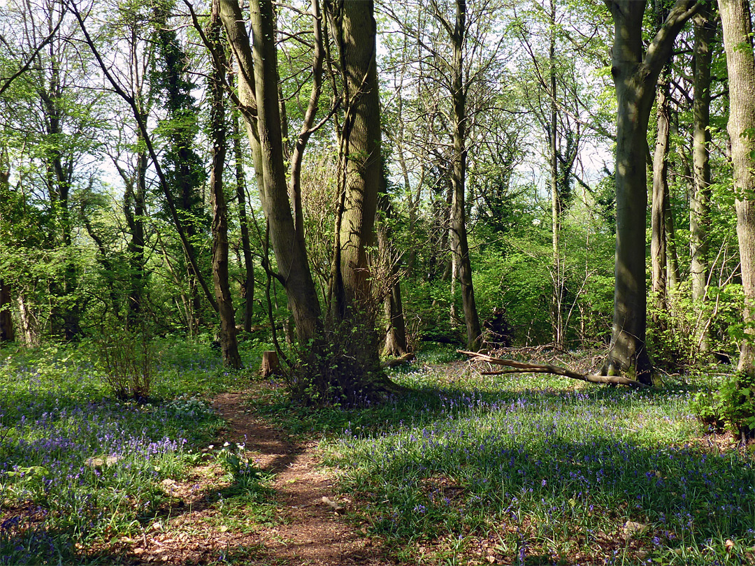 Bluebells