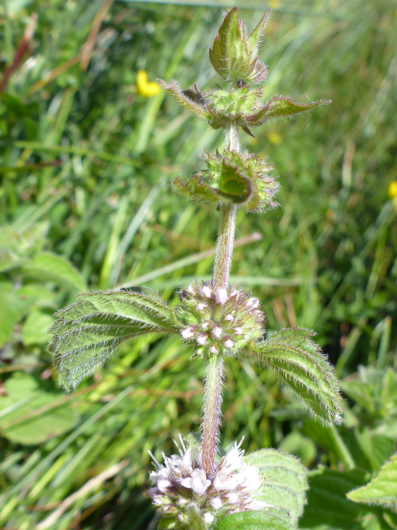 Hairy stem and leaves