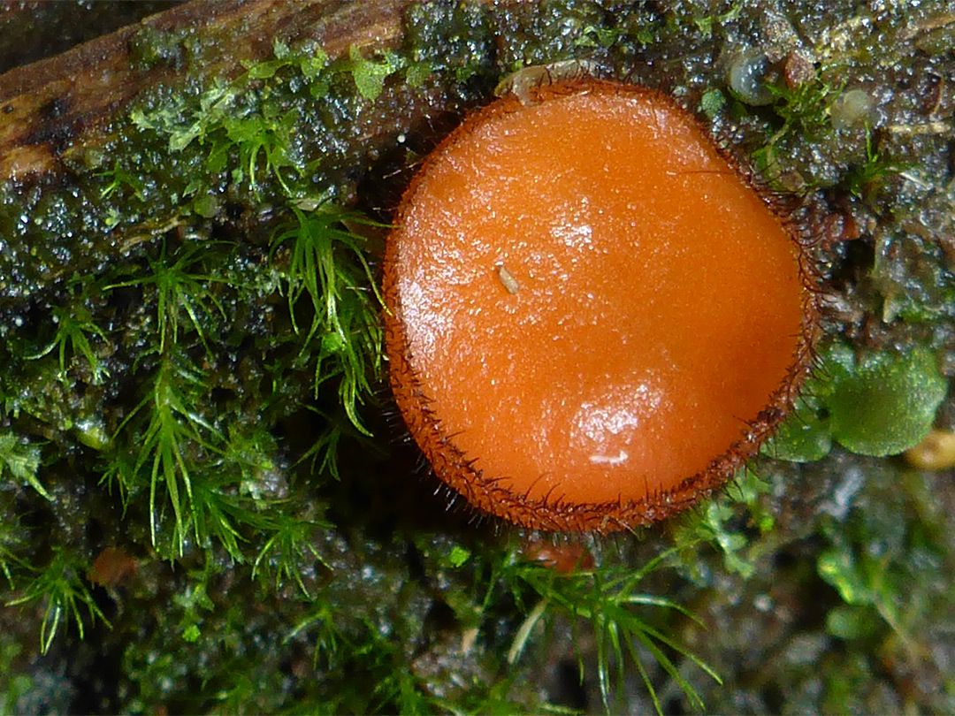 Eyelash fungus