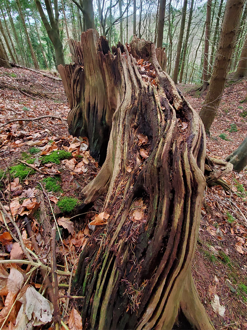 Textured tree stump