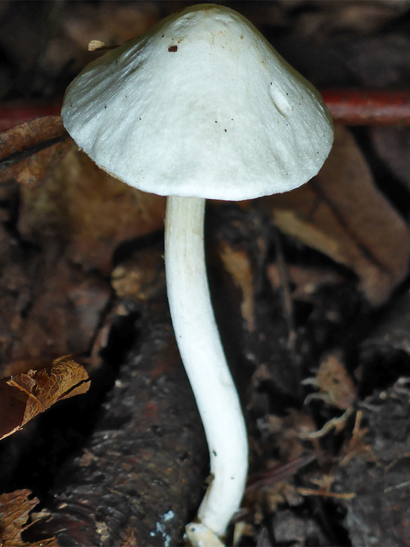 White fibrecap