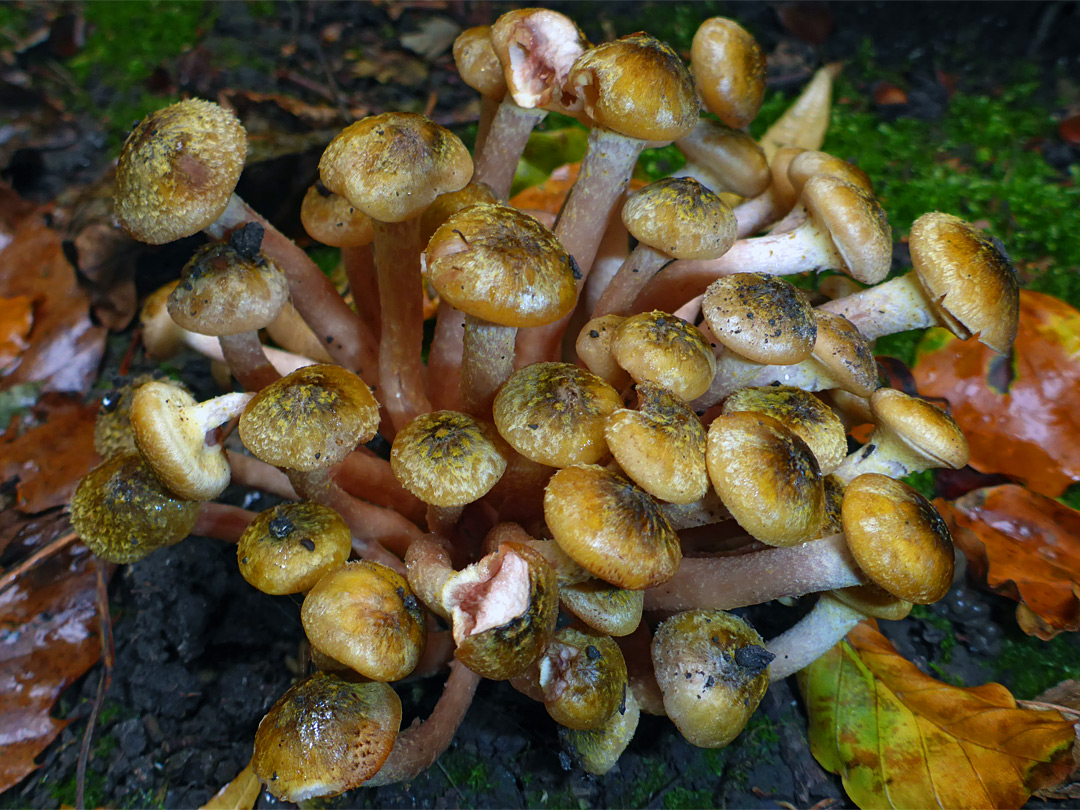 Honey fungus