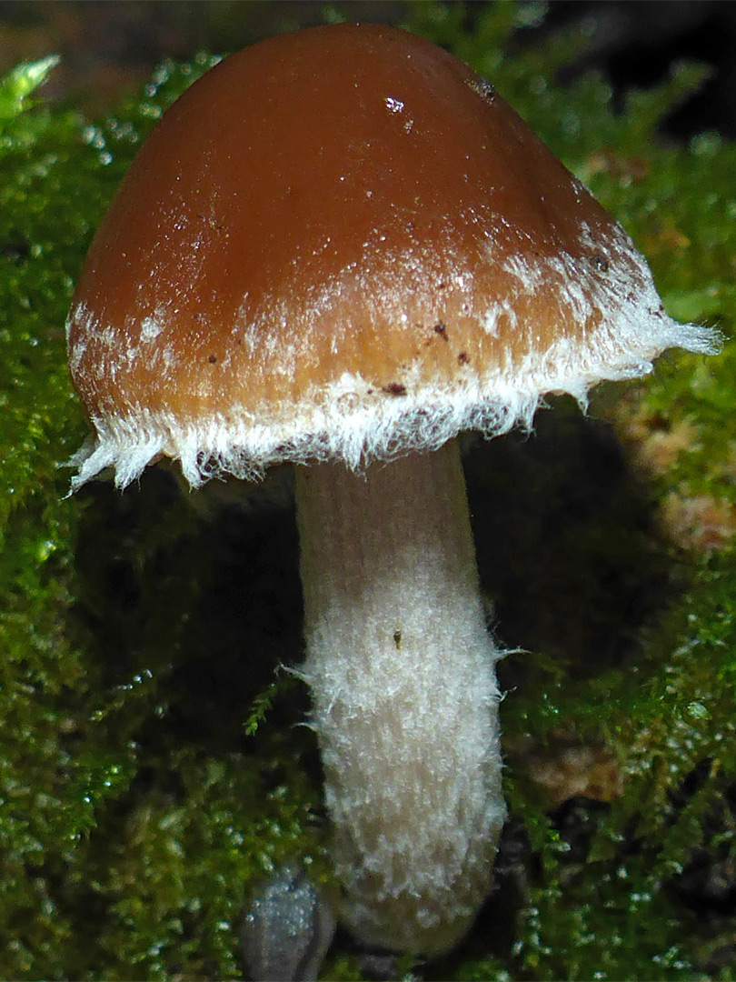 Fibrous cap mushroom
