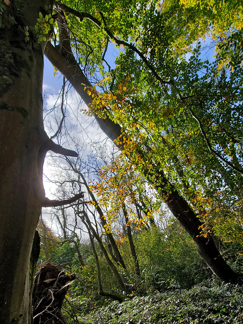 Early autumn leaves