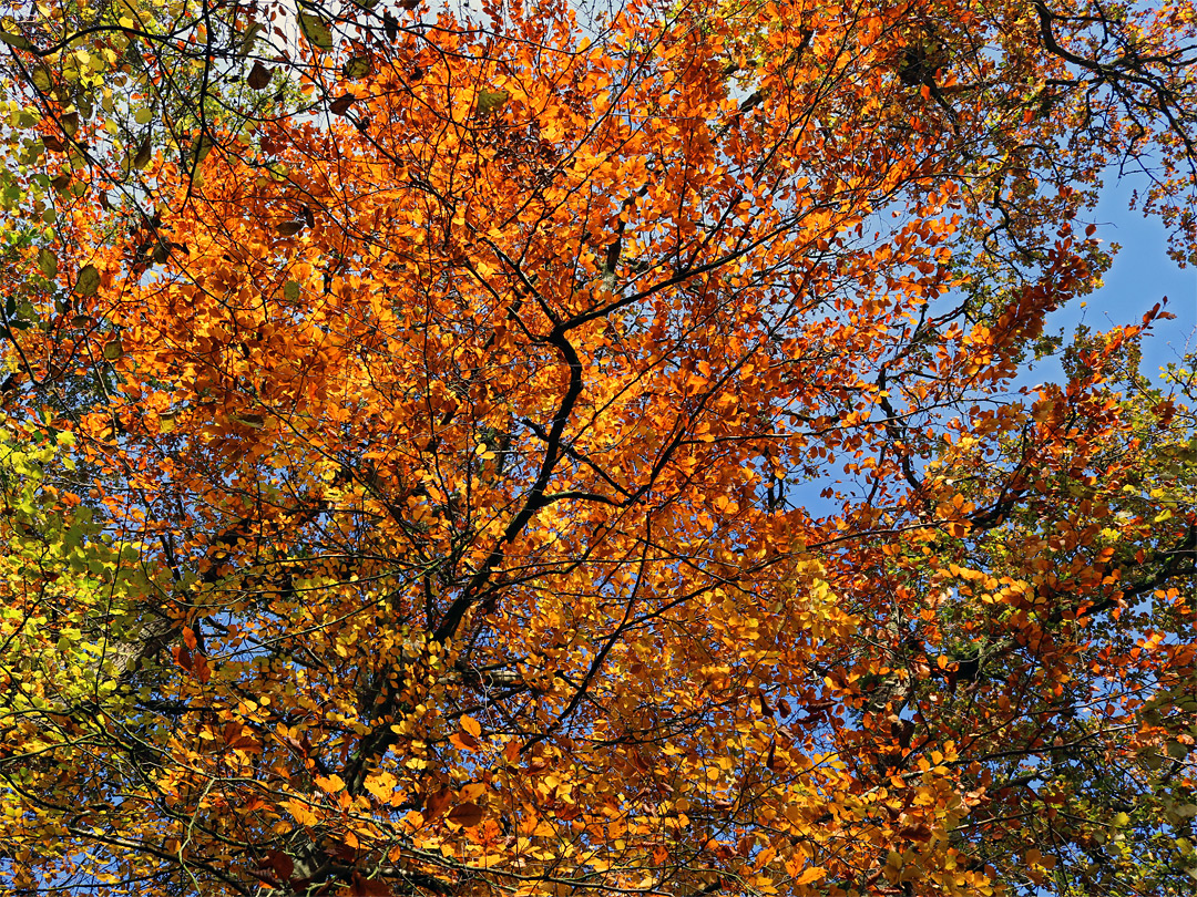 Orange leaves