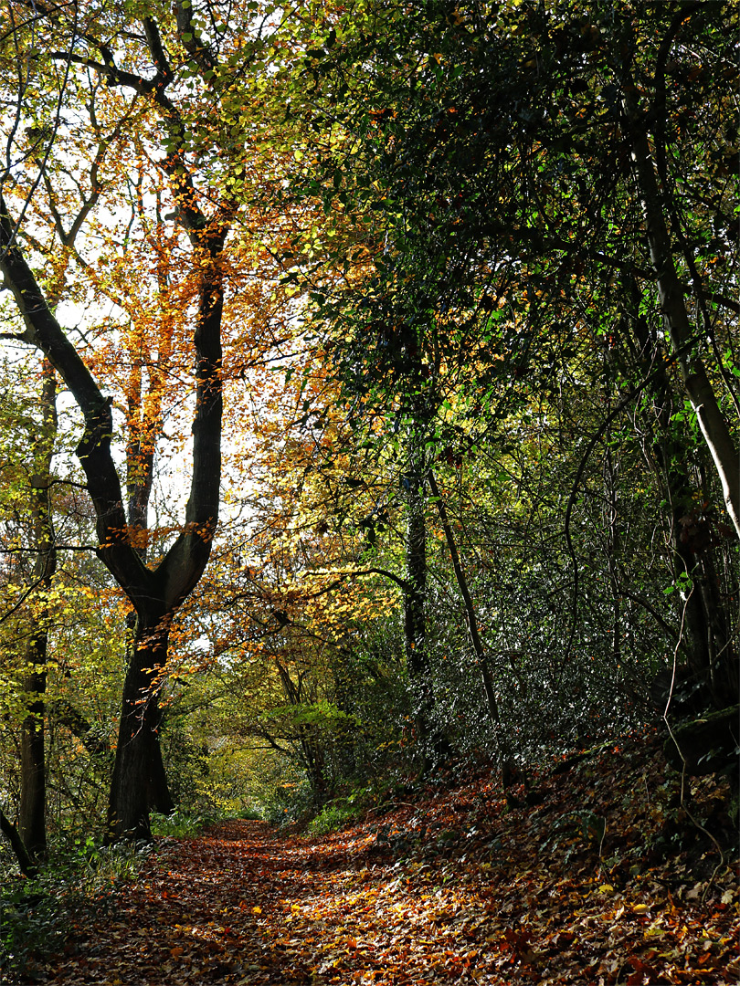 Leaves on the path