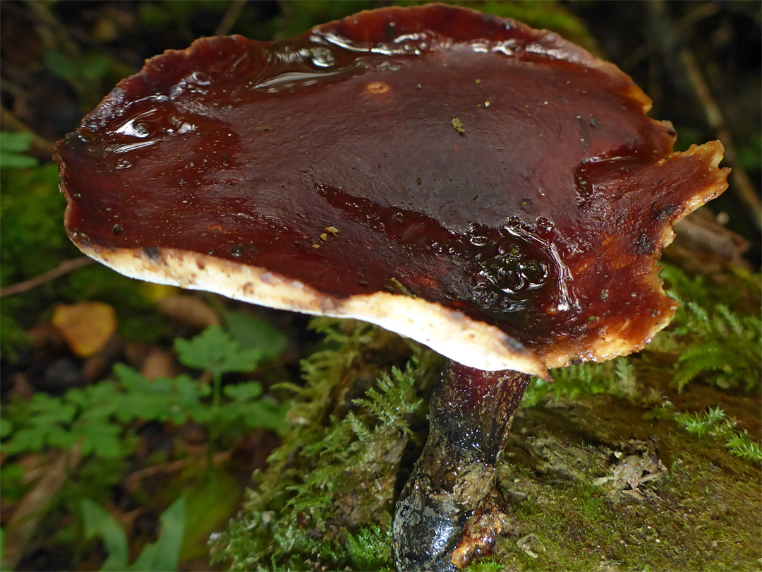 Bay polypore - stem