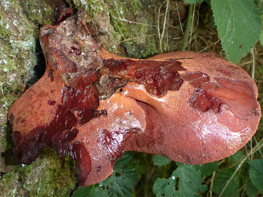 Beefsteak polypore