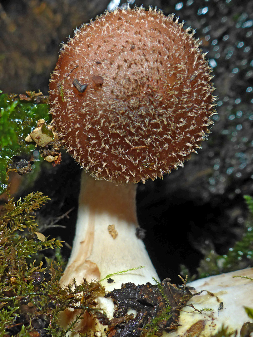 Bulbous honey fungus - cap