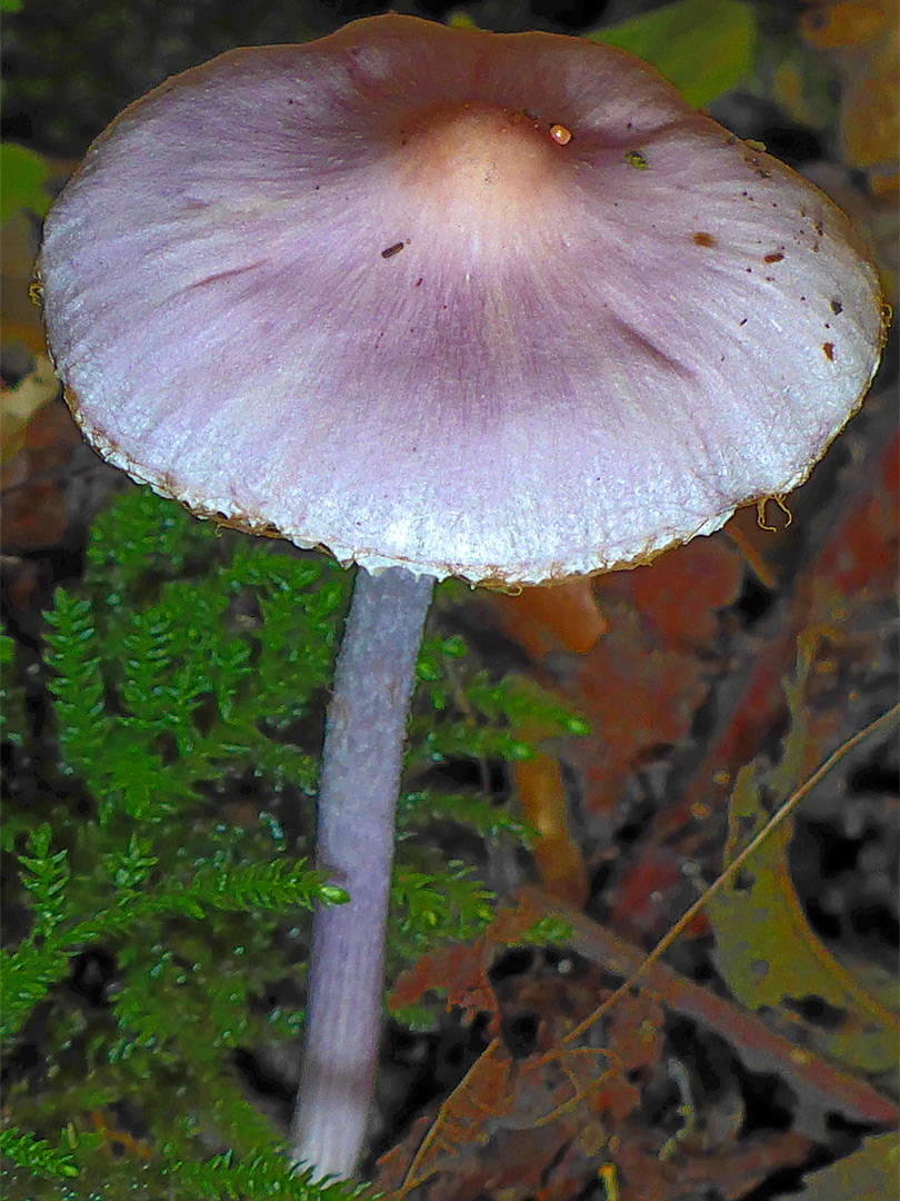 Lilac fibrecap