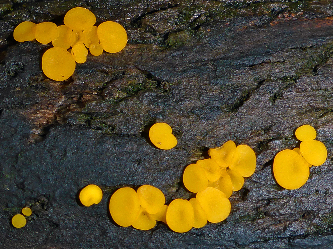 Yellow fairy cups