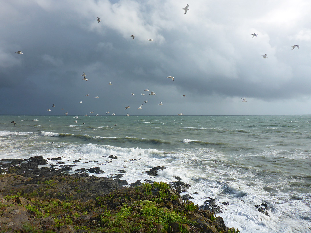 Gulls