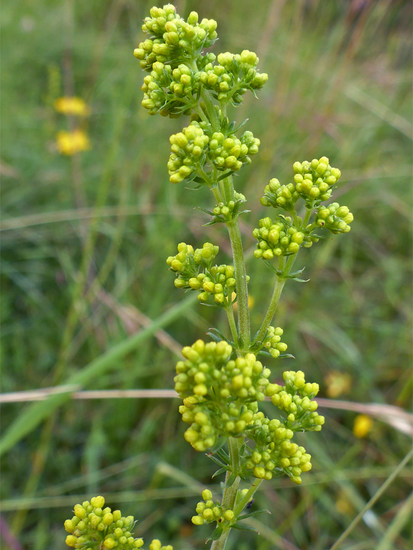 Lady's bedstraw