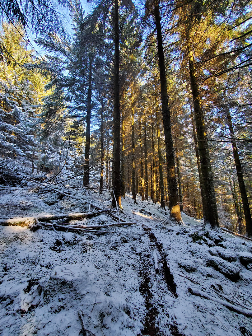 Path through the trees