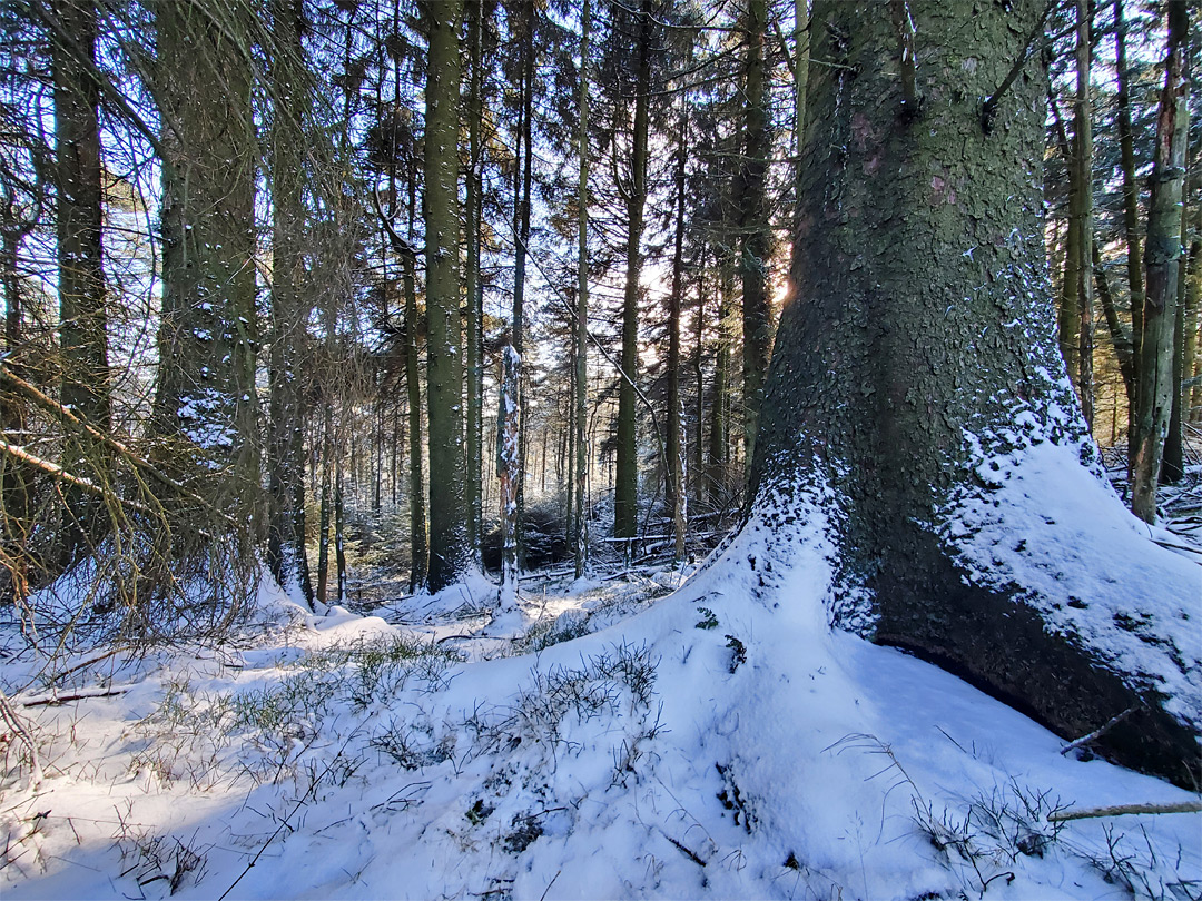 Snow and trees