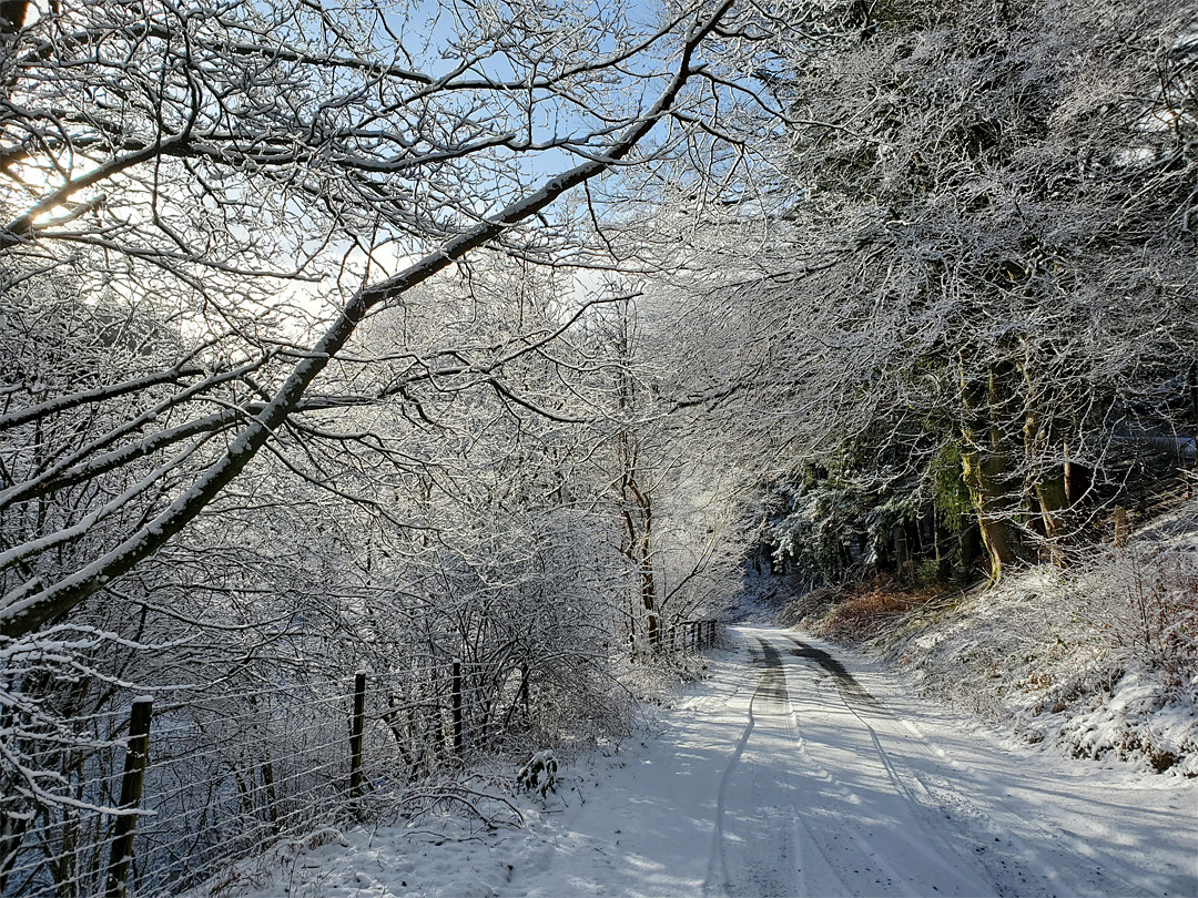 Trees by the road