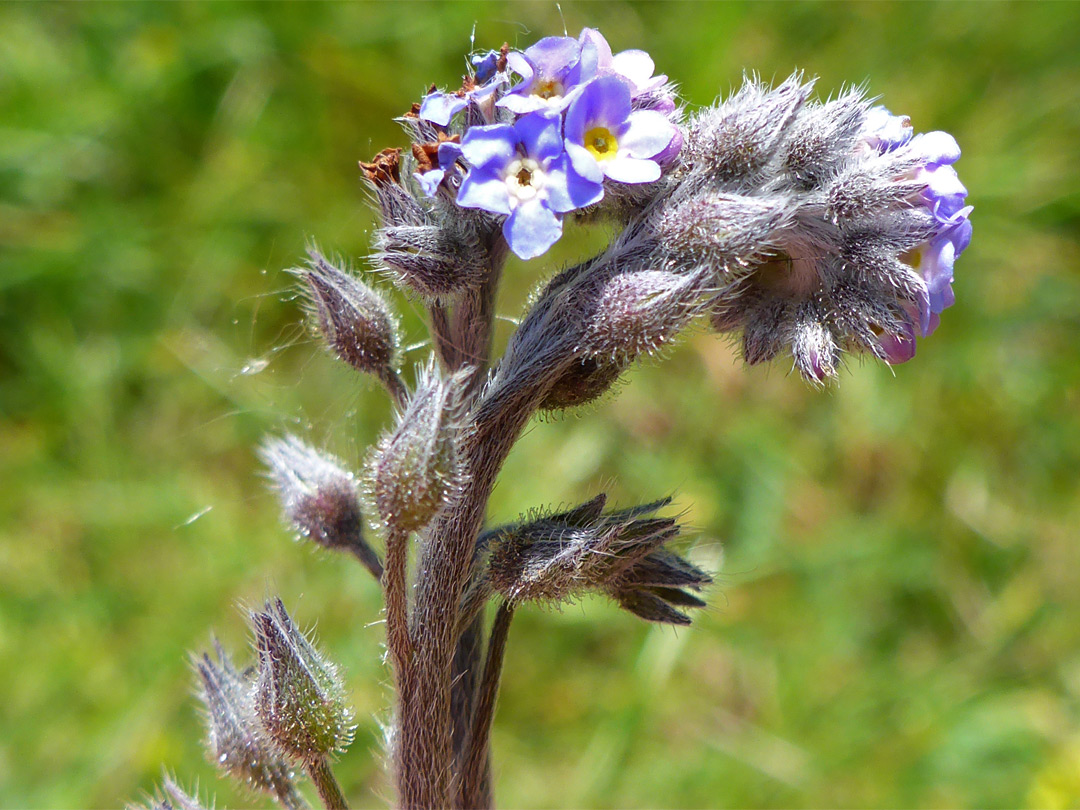 Hairy stem and calyces