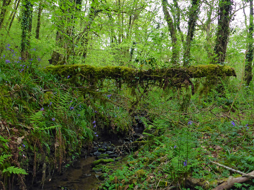 Log over the stream