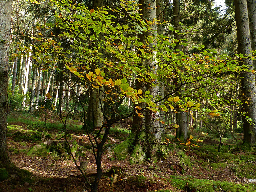 Young beech tree