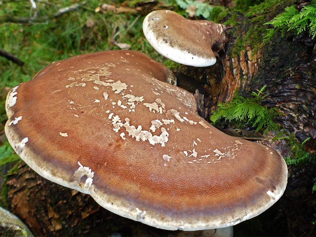 Birch polypore