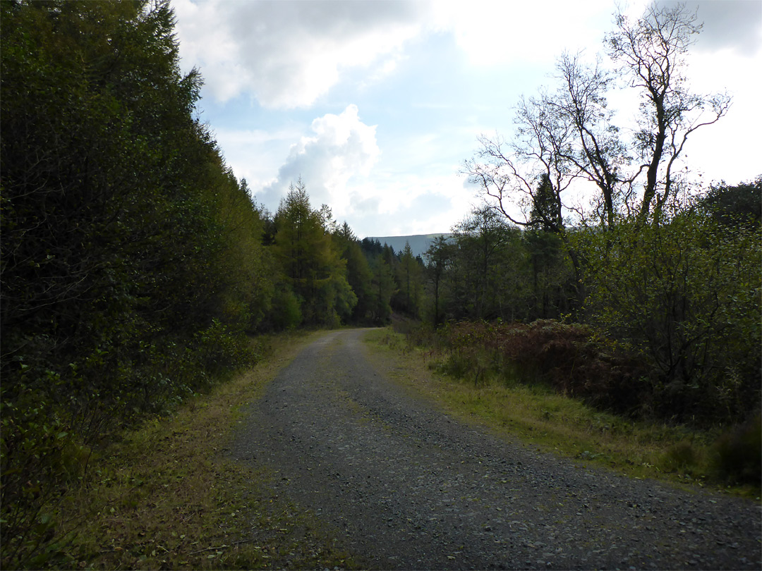 Forest track