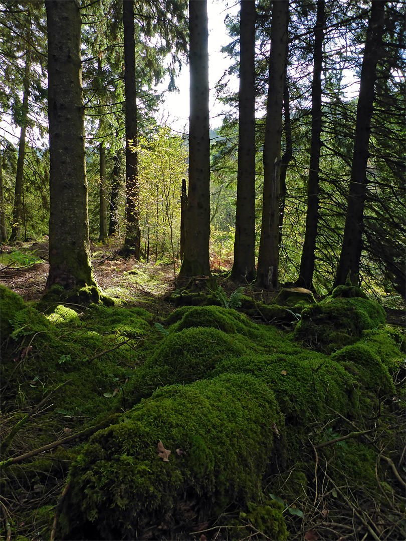 Mossy forest