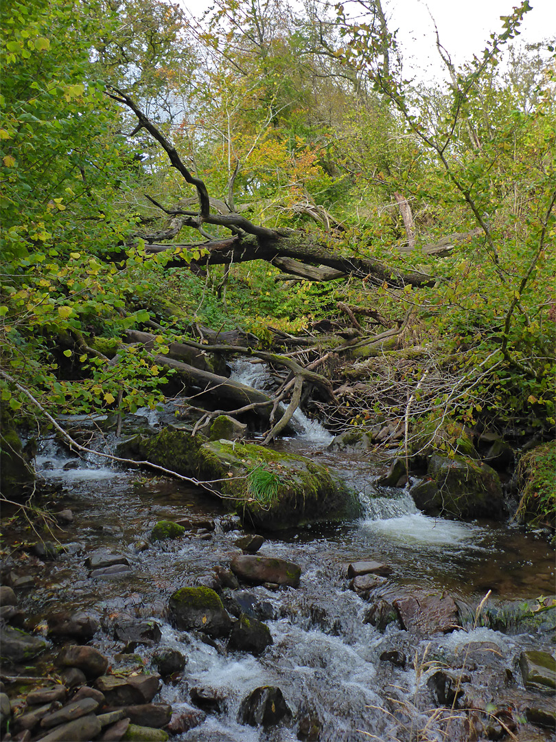 Overgrown stream