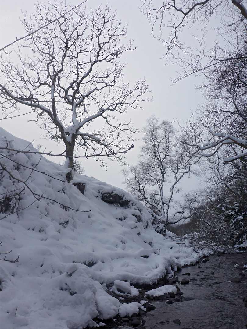 Leafless trees